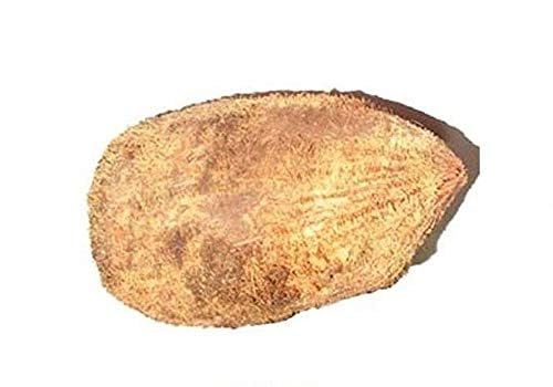 pujaparv Ekakshee/Ekakshi Nariyal/One Eye Coconut for Pooja Vastu & Fengshui (Pack of 2)