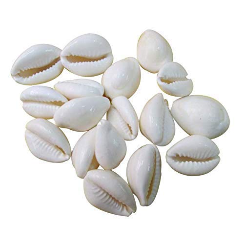 Crown Warriors Lakshmi Peeli/Yellow and White Kawri, Kodi Peeli Cowrie Sea Shell - Pack of 11 Piece Each | Laxmi and Diwali Pooja Article Kaudi Shells - Yellow and White