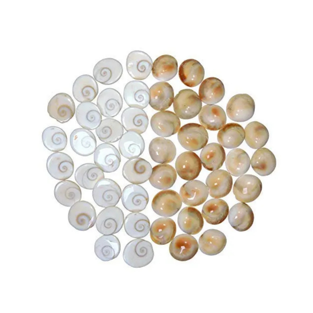 Gomti Chakra – Sacred Shell for Wealth, Protection & Vastu Dosha Nivaran