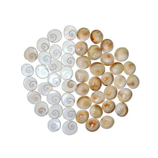 Gomti Chakra – Sacred Shell for Wealth, Protection & Vastu Dosha Nivaran