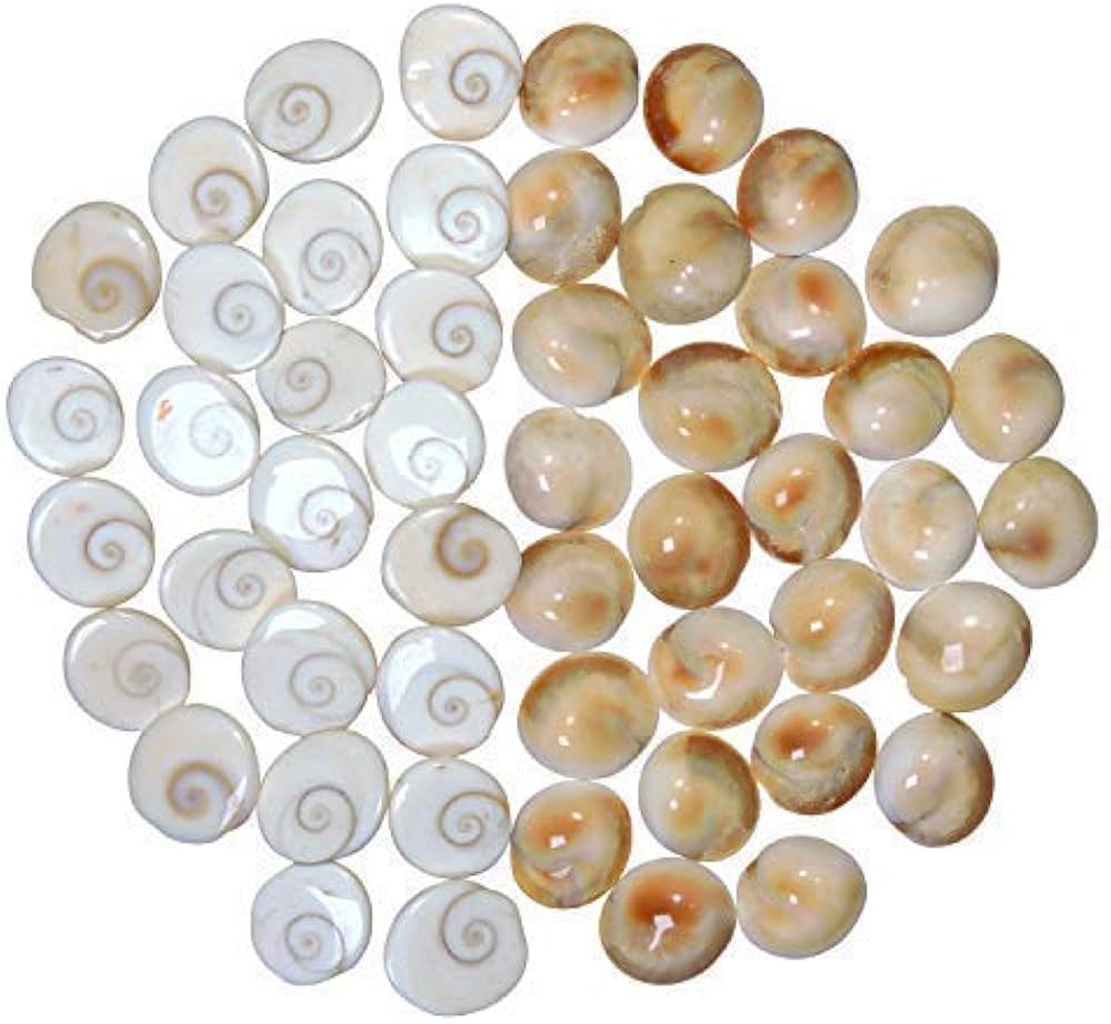 Gomti Chakra by Puja Parv (11 pieces)