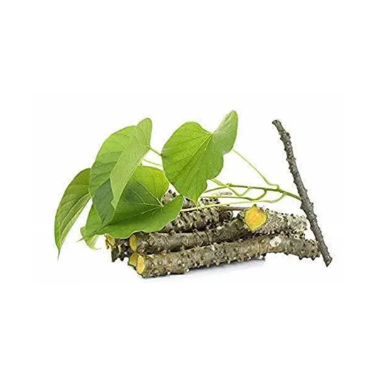 Giloy (Guduchi) – Ayurvedic Stem for Immunity & Spiritual Use