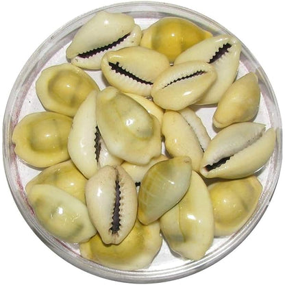 Crown Warriors Lakshmi Peeli/Yellow and White Kawri, Kodi Peeli Cowrie Sea Shell - Pack of 11 Piece Each | Laxmi and Diwali Pooja Article Kaudi Shells - Yellow and White